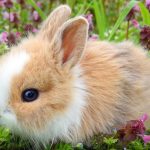 Cutest Bunny