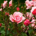 Pink Roses In Garden