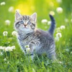 Kitten in Flower Field