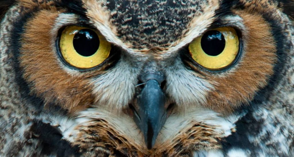 Best Hearing Animals Best Hearing Animals