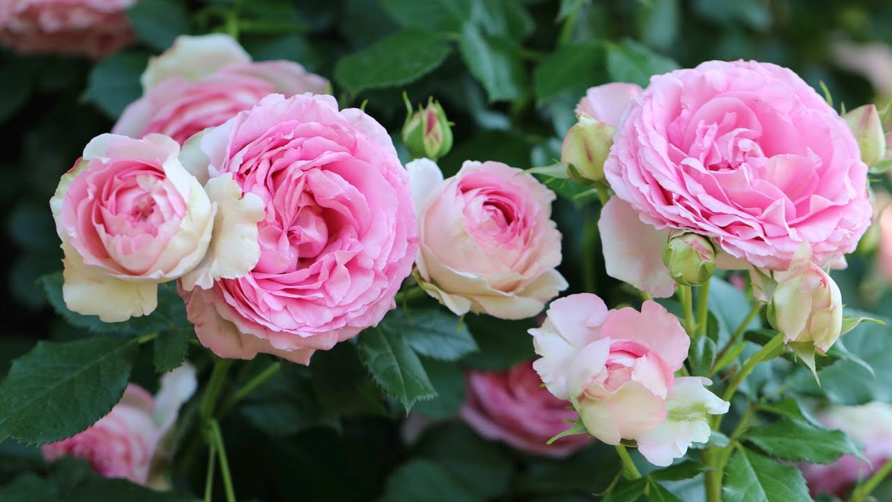 Beautiful Roses