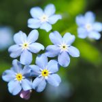 Tiny Blue Flowers