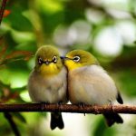 Love of Birds