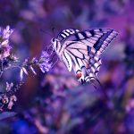 Nature flowers butterfly insects purple