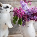 Easter Bunny With Lilac
