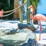 Flamingos on the Beach, Aruba
