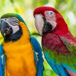 Blue and Gold Macaw and Green Winged Macaw