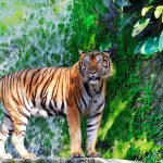 Bengal Tiger by the Waterfall
