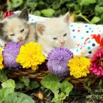Kittens in a Wicker Basket