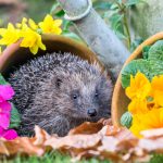 Hedgehog in the Garden