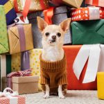 Chihuahua and Presents