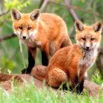 Curious Red Fox Cubs