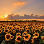 A sunflower sunset