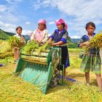 Rice Farmers in Laocai, Vietnam