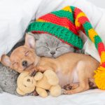 Kitten and Toy Terrier Puppy