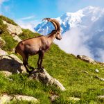 Mountain Goat in French Alps