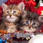 Siberian Kittens near the Christmas Spruce