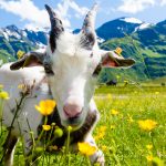 White Goat in the Austrian Alps