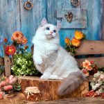 Ragdoll Kitten