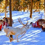 Reindeer Sleigh in a Snowy Forest, Finland